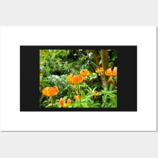 Carolina lily upside down flower Posters and Art